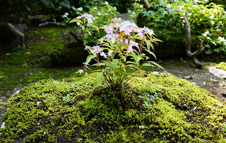 苔 - 本格的な庭造りからエクステリア、外構工事まで『株式会社新潟