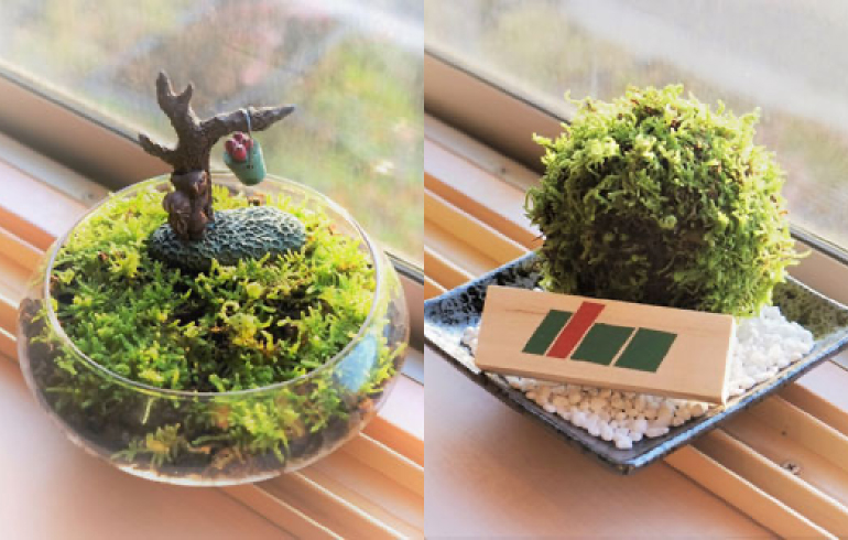 苔 - 本格的な庭造りからエクステリア、外構工事まで『株式会社新潟